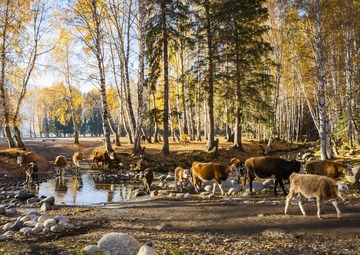 Altay Prefecture: Enjoy the Autumn Scenery in Northern Xinjiang