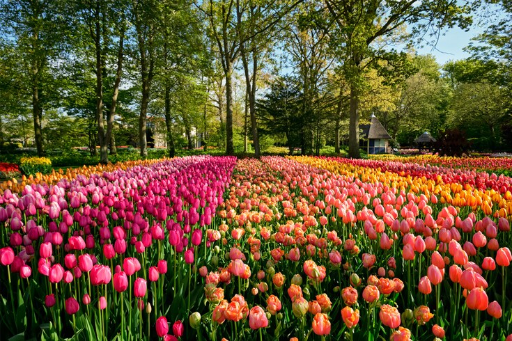 Amsterdam: A Visit to the Flowery Wonderland_fororder_QJ8200808057