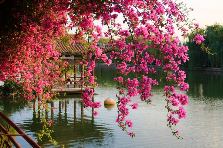 Kunming: Views of Flowers in the City of Spring_fororder_QJ8580223462