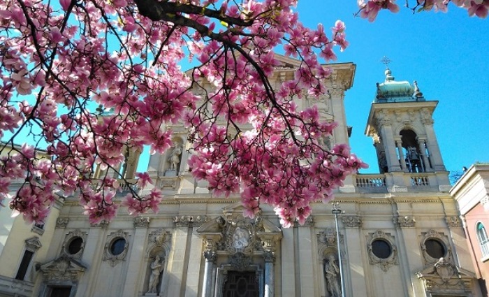 Springtime Blossoms in Milan