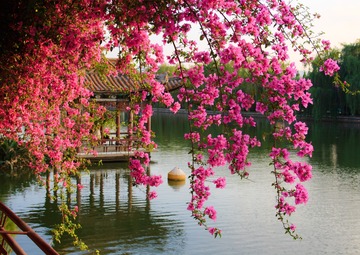 Kunming: Enjoy Spring in Wetland Parks