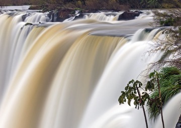 Foz do Iguaçu: 'Fairies' Fly in a Riverside Forest
