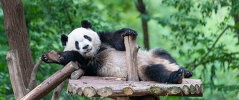 北京房山大熊猫基地，开园时间定了！