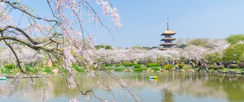 相约春天赏樱花 武汉推出75项活动打造全域游